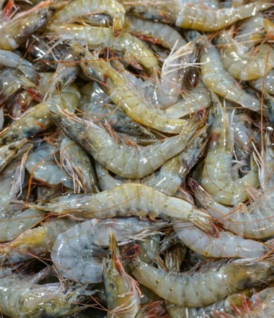 fresh shrimp as seafood background