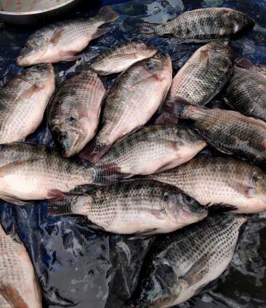 tilapia,fish,,fresh,tilapia,on,traditional,market